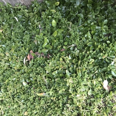 Aptenia cordifolia (Baby Sun Rose, Heartleaf Ice Plant) at Red Hill to Yarralumla Creek - 12 Aug 2021 by Tapirlord