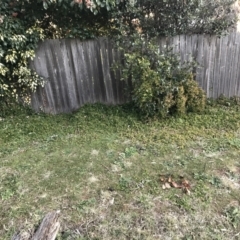 Aptenia cordifolia at Garran, ACT - 12 Aug 2021