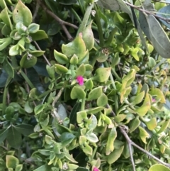 Aptenia cordifolia at Garran, ACT - 12 Aug 2021