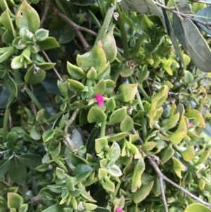 Aptenia cordifolia at Garran, ACT - 12 Aug 2021