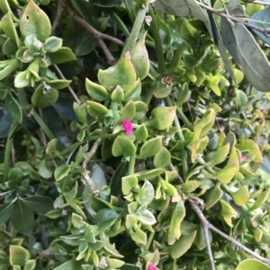 Aptenia cordifolia at Garran, ACT - 12 Aug 2021 04:54 PM