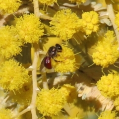 Exoneura sp. (genus) at Macarthur, ACT - 15 Aug 2021 by RodDeb