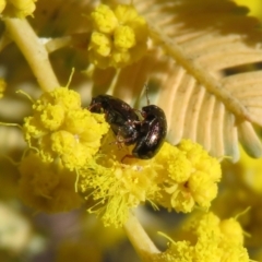 Alticini (tribe) (Unidentified flea beetle) at Macarthur, ACT - 15 Aug 2021 by RodDeb