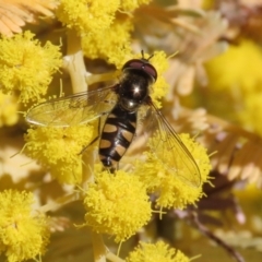 Melangyna viridiceps (Hover fly) at Macarthur, ACT - 15 Aug 2021 by RodDeb