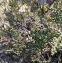 Brachyloma daphnoides (Daphne Heath) at Hackett, ACT - 15 Aug 2021 by WalterEgo