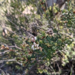 Brachyloma daphnoides at Hackett, ACT - 15 Aug 2021 12:09 PM