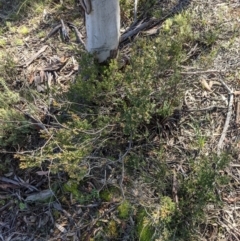 Brachyloma daphnoides at Hackett, ACT - 15 Aug 2021 12:09 PM