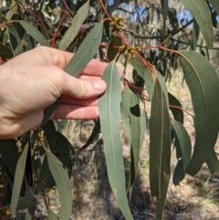 Eucalyptus goniocalyx (Bundy Box) at Mount Majura - 15 Aug 2021 by WalterEgo