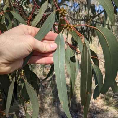 Eucalyptus goniocalyx (Bundy Box) at Downer, ACT - 15 Aug 2021 by WalterEgo