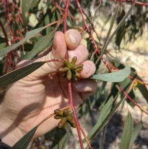 Eucalyptus goniocalyx at Downer, ACT - 15 Aug 2021
