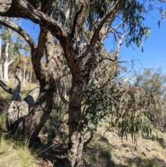 Eucalyptus goniocalyx at Downer, ACT - 15 Aug 2021 01:02 PM