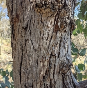 Eucalyptus goniocalyx at Downer, ACT - 15 Aug 2021 01:02 PM