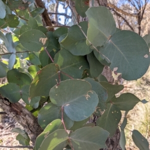 Eucalyptus goniocalyx at Downer, ACT - 15 Aug 2021 01:02 PM