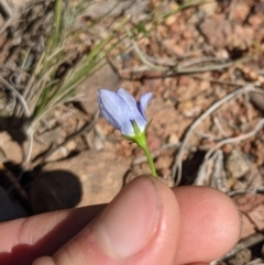 Wahlenbergia graniticola (Granite Bluebell) at Mount Majura - 15 Aug 2021 by WalterEgo