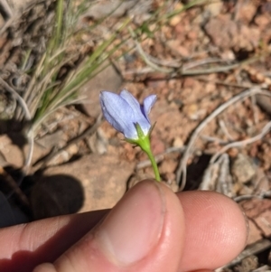 Wahlenbergia graniticola at Downer, ACT - 15 Aug 2021