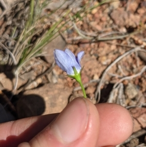 Wahlenbergia graniticola at Downer, ACT - 15 Aug 2021 12:51 PM