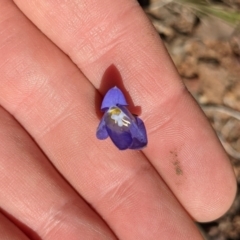 Wahlenbergia graniticola at Downer, ACT - 15 Aug 2021 12:51 PM