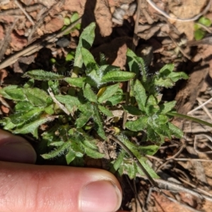 Wahlenbergia graniticola at Downer, ACT - 15 Aug 2021 12:51 PM