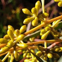 Eucalyptus mannifera subsp. mannifera (Brittle Gum) at Cook, ACT - 10 Aug 2021 by drakes