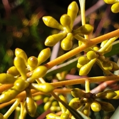 Eucalyptus mannifera subsp. mannifera (Brittle Gum) at Mount Painter - 9 Aug 2021 by drakes