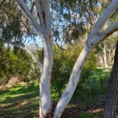 Eucalyptus mannifera subsp. mannifera at Cook, ACT - 10 Aug 2021 09:42 AM