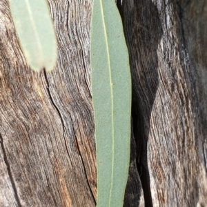 Eucalyptus mannifera subsp. mannifera at Cook, ACT - 10 Aug 2021