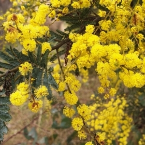 Acacia dealbata X Acacia decurrens at Cook, ACT - 2 Aug 2021 10:03 AM