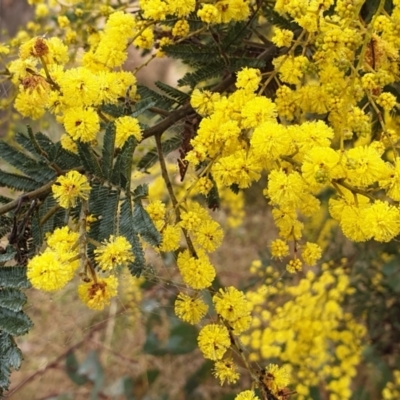 Acacia dealbata X Acacia decurrens (Silver x Green Wattle (Hybrid)) at Cook, ACT - 2 Aug 2021 by drakes