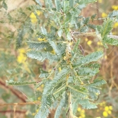 Acacia dealbata X Acacia decurrens at Cook, ACT - 2 Aug 2021