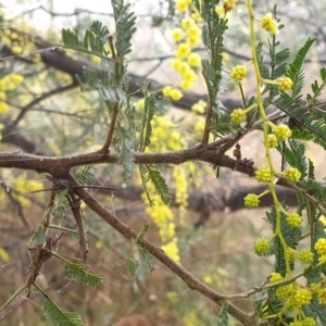 Acacia dealbata X Acacia decurrens at Cook, ACT - 2 Aug 2021