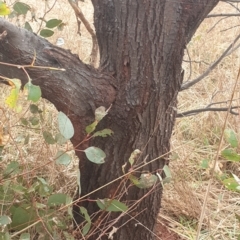 Acacia dealbata X Acacia decurrens at Cook, ACT - 2 Aug 2021 10:03 AM