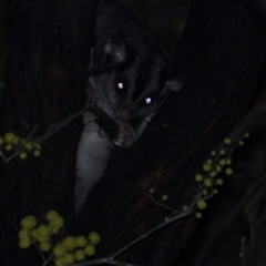 Petaurus norfolcensis (Squirrel Glider) at Wonga Wetlands - 6 Aug 2021 by WingsToWander