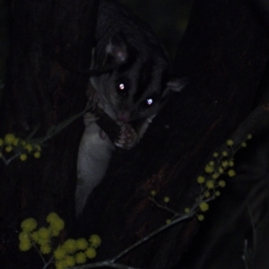 Petaurus norfolcensis at Splitters Creek, NSW - 6 Aug 2021