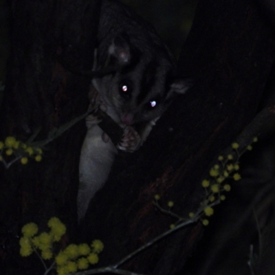 Petaurus norfolcensis (Squirrel Glider) at Splitters Creek, NSW - 6 Aug 2021 by WingsToWander