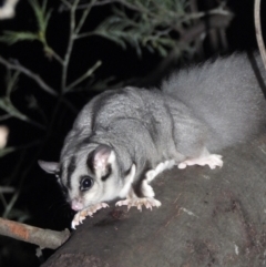 Petaurus norfolcensis (Squirrel Glider) at Wonga Wetlands - 6 Aug 2021 by WingsToWander