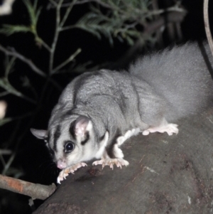 Petaurus norfolcensis at Splitters Creek, NSW - 6 Aug 2021 09:02 PM