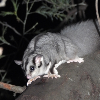 Petaurus norfolcensis (Squirrel Glider) at Splitters Creek, NSW - 6 Aug 2021 by WingsToWander