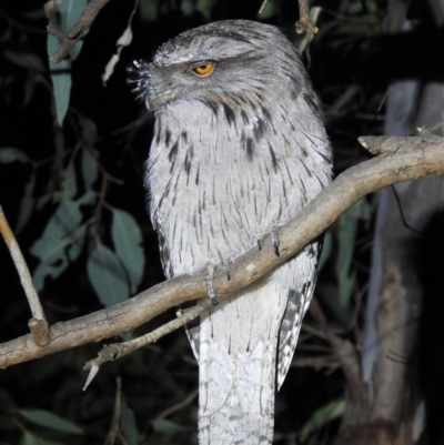 Podargus strigoides (Tawny Frogmouth) at Albury - 6 Aug 2021 by WingsToWander