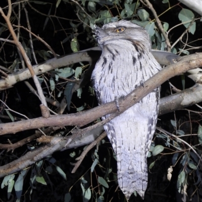 Podargus strigoides (Tawny Frogmouth) at Wonga Wetlands - 6 Aug 2021 by WingsToWander