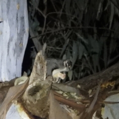 Petaurus norfolcensis (Squirrel Glider) at Splitters Creek, NSW - 7 Aug 2021 by WingsToWander
