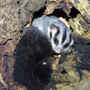 Petaurus norfolcensis at Splitters Creek, NSW - 7 Aug 2021