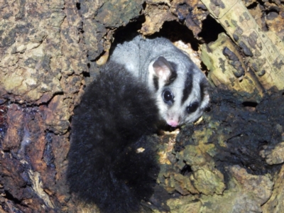 Petaurus norfolcensis (Squirrel Glider) at Splitters Creek, NSW - 7 Aug 2021 by WingsToWander