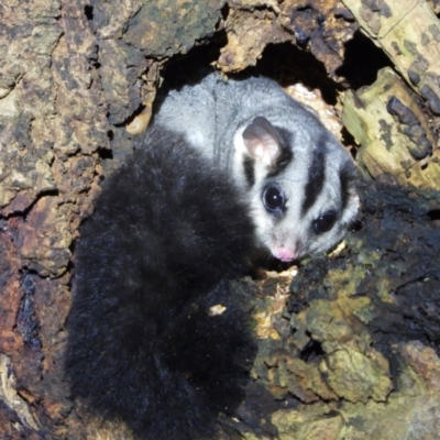 Petaurus norfolcensis (Squirrel Glider) at Wonga Wetlands - 7 Aug 2021 by WingsToWander