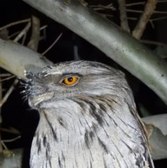 Podargus strigoides (Tawny Frogmouth) at Albury - 7 Aug 2021 by WingsToWander
