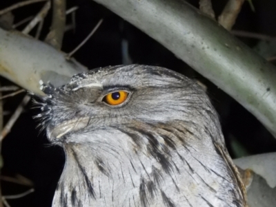 Podargus strigoides (Tawny Frogmouth) at Splitters Creek, NSW - 7 Aug 2021 by WingsToWander