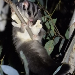 Petaurus norfolcensis (Squirrel Glider) at Wonga Wetlands - 7 Aug 2021 by WingsToWander