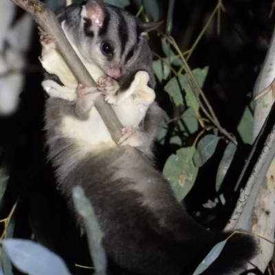 Petaurus norfolcensis (Squirrel Glider) at Albury - 7 Aug 2021 by WingsToWander