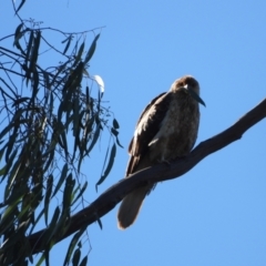 Haliastur sphenurus (Whistling Kite) at Wonga Wetlands - 8 Aug 2021 by WingsToWander