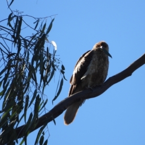 Haliastur sphenurus at Splitters Creek, NSW - 8 Aug 2021 01:21 PM