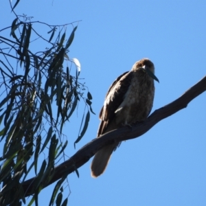Haliastur sphenurus at Splitters Creek, NSW - 8 Aug 2021